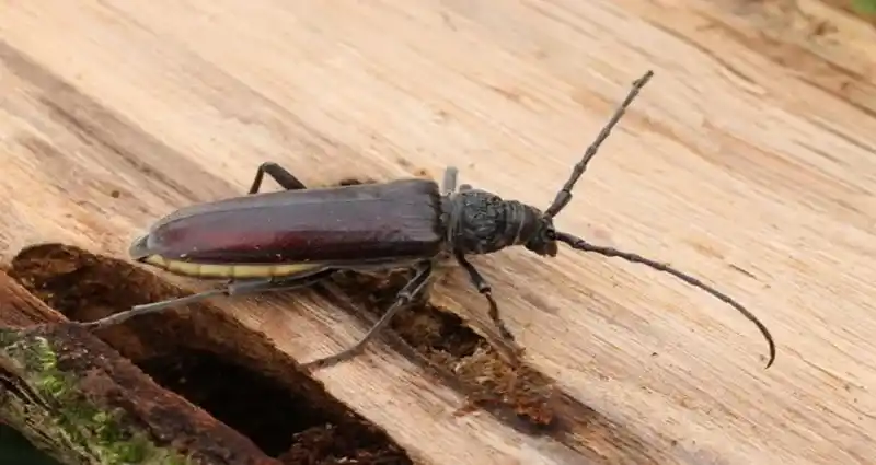 Traitement de bois contre les insectes en Eure-et-Loir et dans les